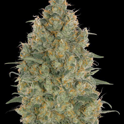 Strawberry Gum Feminizovaná