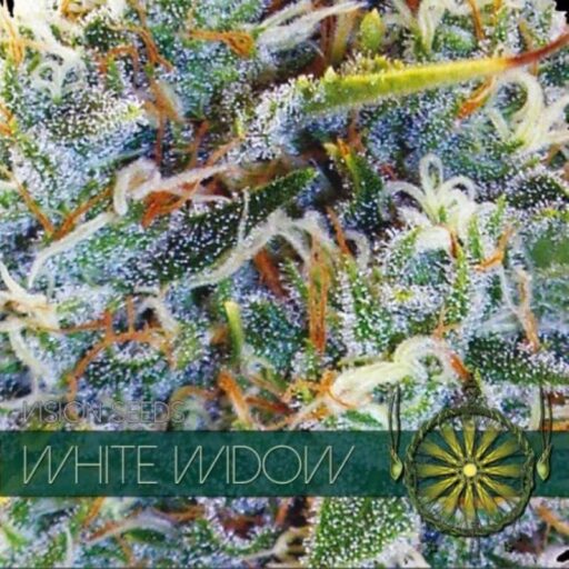 White Widow Feminizovaná