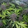 LSD-25 Auto Feminizovaná