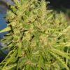 Killer A5 Haze Feminizovaná