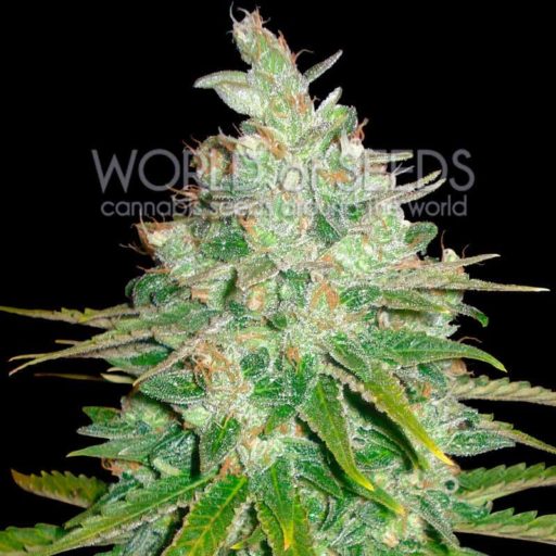 Afghan Kush x Black Domina Feminizovaná