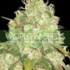 Afghan Kush x Yumbolt Feminizovaná