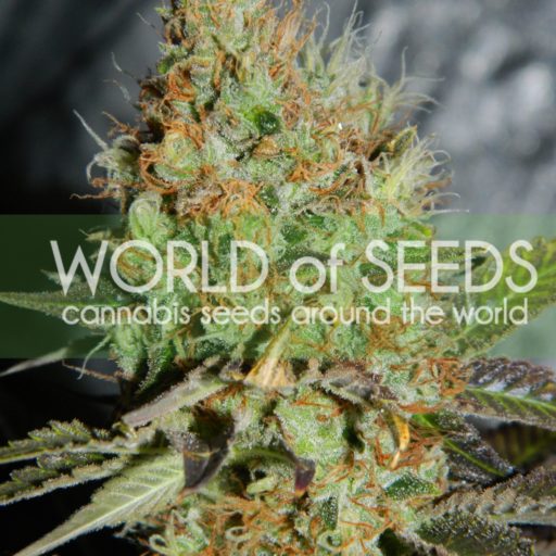 Afghan Kush Special Feminizovaná