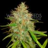 Afghan Kush x Skunk Feminizovaná