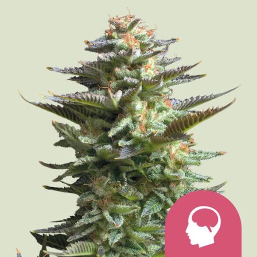 Amnesia Haze Feminizovaná