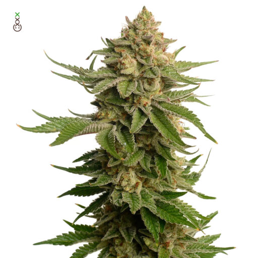 AK OG Kush Feminizovaná