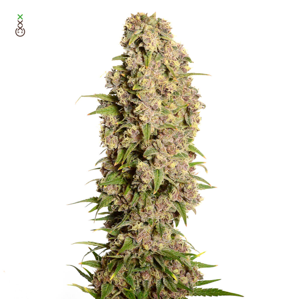 Amazing Haze Feminizovaná