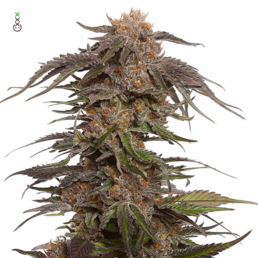Blue Magic Feminizovaná