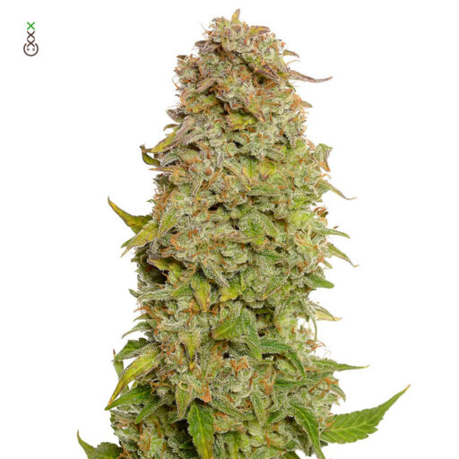 Milkshake Kush Auto Feminizovaná