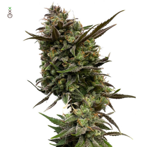 White Choco Feminizovaná