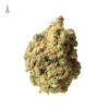 AK – 020 Feminizovaná