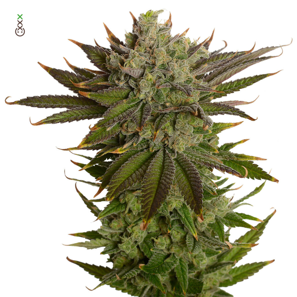 AK – 020 Feminizovaná
