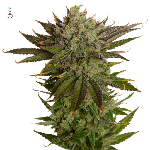 AK – 020 Feminizovaná