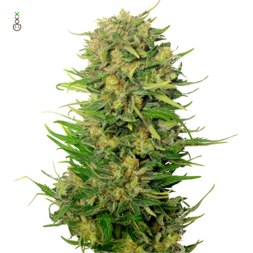 Choco Kush Auto Feminizovaná