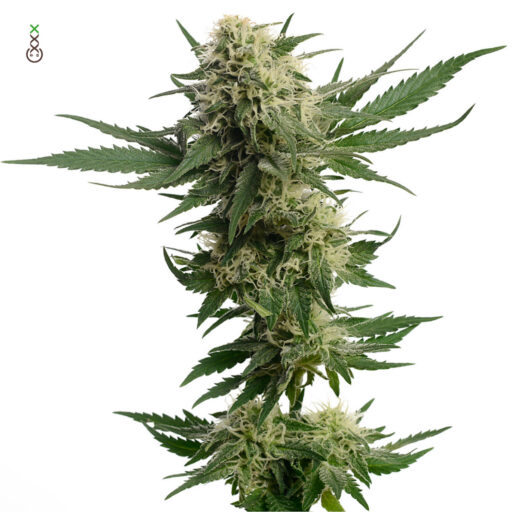 Kosher Tangie Kush Feminizovaná