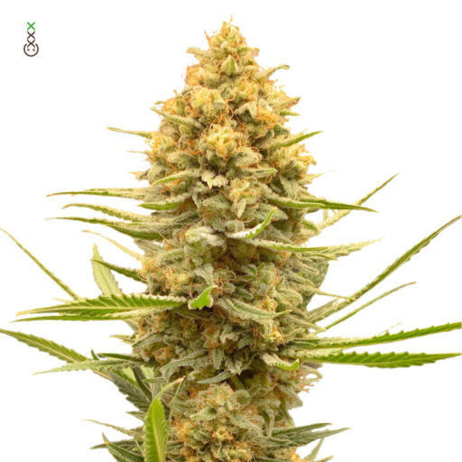 Lemon Ice Feminizovaná