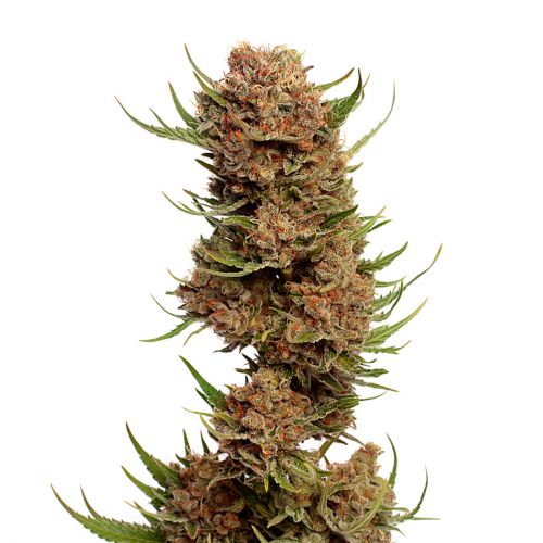 Pineapple Kush Feminizovaná
