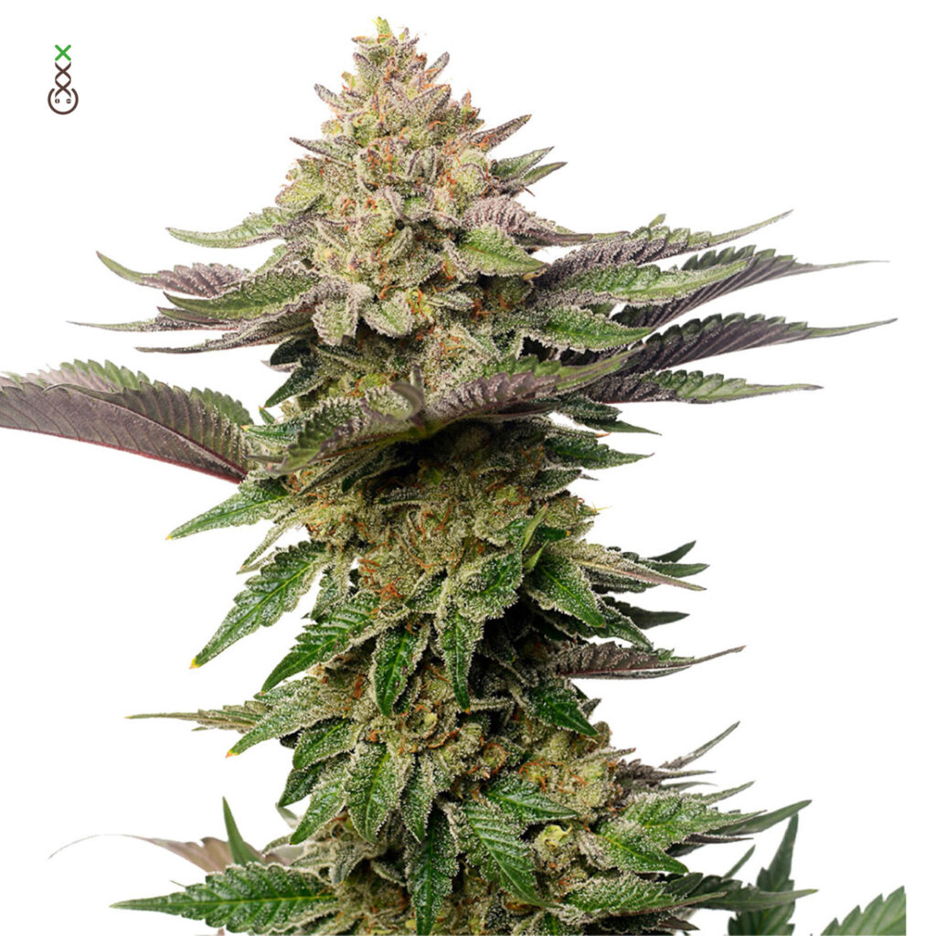 Strawberry Glue Feminizovaná