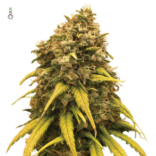 Super Silver Haze Feminizovaná