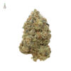 Tangerine G13 Feminizovaná