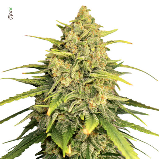 Tangerine G13 Feminizovaná