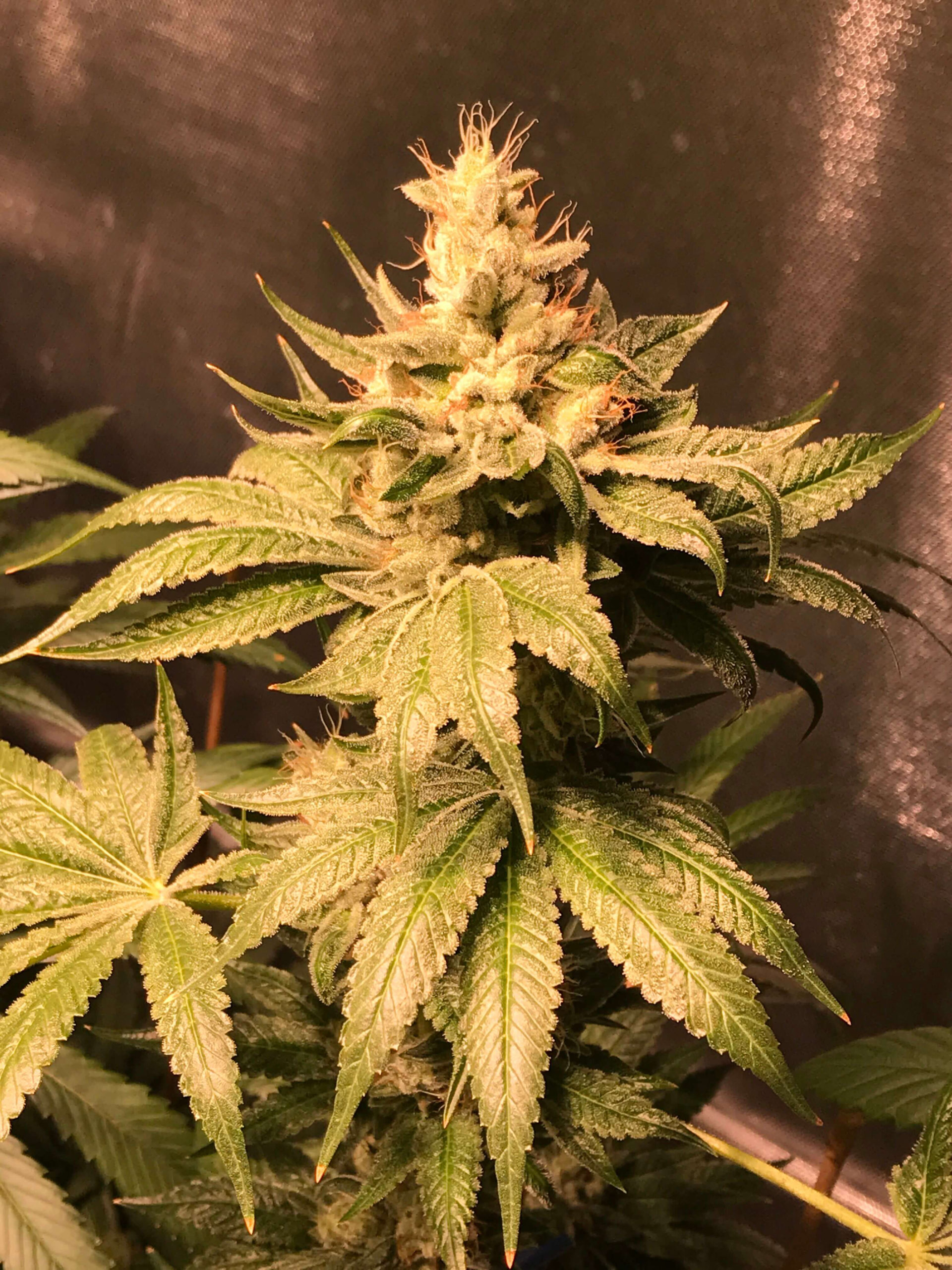 Atomic Sour Feminizovaná