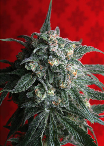 A-Train Feminizovaná