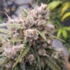 Cinderella Jack Auto Feminizovaná