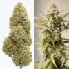 Cinderella Jack Auto Feminizovaná