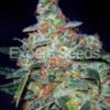 Cheese Auto Feminizovaná (formerly Funk Skunk Auto)