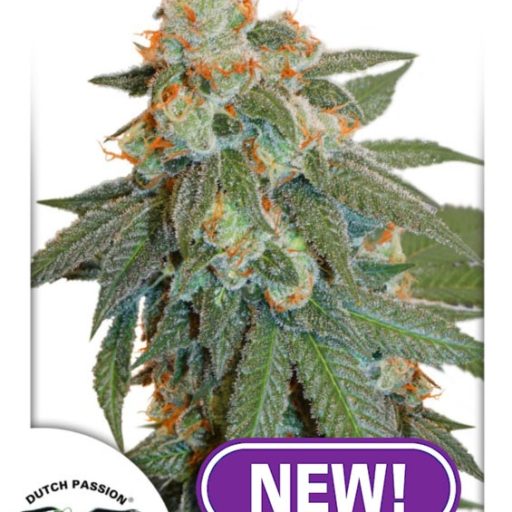 Orange Bud Auto Feminised Seeds