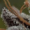 White Diesel Haze Auto Feminizovaná