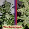 White Haze Auto Feminizovaná