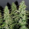 White Widow Auto Feminizovaná