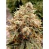 White Widow Auto Feminizovaná
