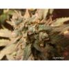 White Widow Auto Feminizovaná