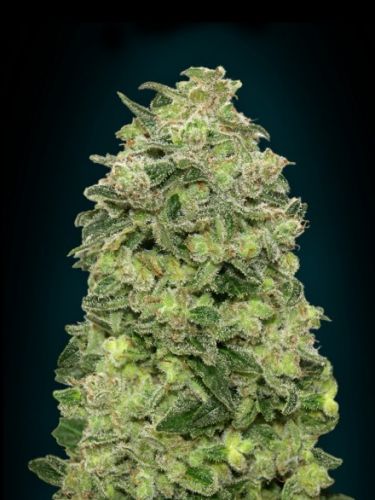 Afghan Skunk Auto Feminizovaná