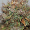 Blueberry Auto (formerly Blue Auto) Feminizovaná