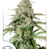 Colorado Cookies Auto Feminizovaná
