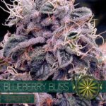Blueberry Bliss Auto Feminizovaná