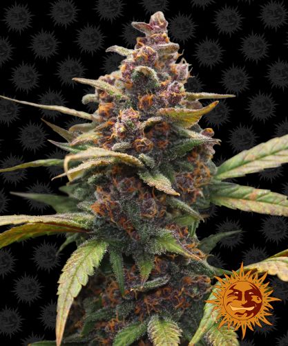 Ayahuasca Purple Feminizovaná