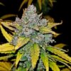 Blue Dream Auto Feminizovaná