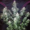 Pineapple Express Auto Feminizovaná