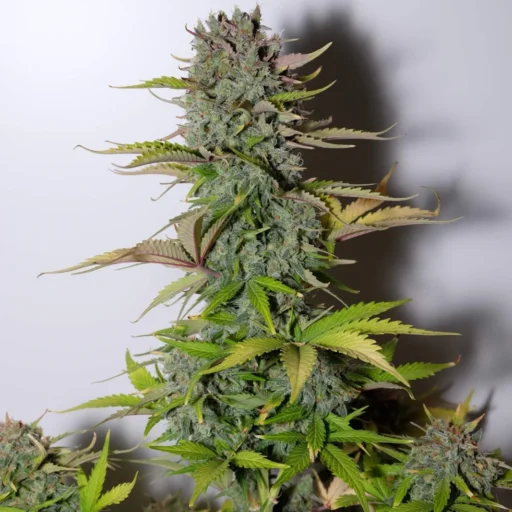 G14 Auto Feminizovaná