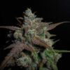 Lemon AK Auto Feminizovaná