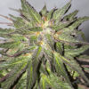 Critical Cure CBD Feminizovaná