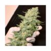 Black Dream Feminizovaná