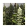 Black Dream Feminizovaná