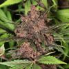 Black Haze Auto Feminizovaná
