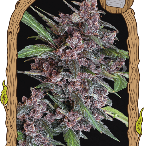 Black Lemon Auto Feminizovaná